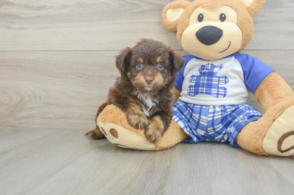 6 week old Mini Aussiedoodle Puppy For Sale - Pilesgrove Pups
