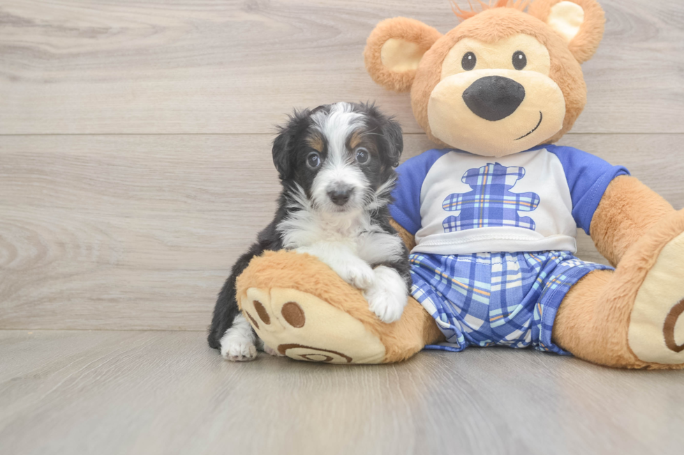 Adorable Mini Australian Shepherd X Poodle Mix Poodle Mix Puppy