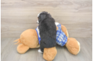 Little Mini Aussiepoo Poodle Mix Puppy