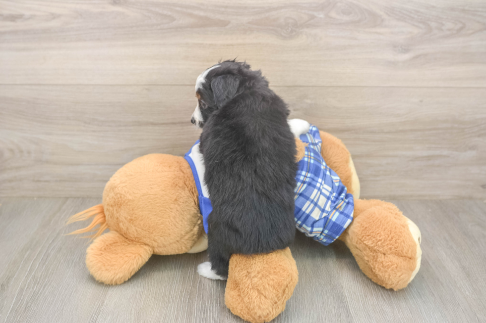Little Mini Aussiepoo Poodle Mix Puppy