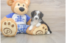 Mini Aussiedoodle Pup Being Cute