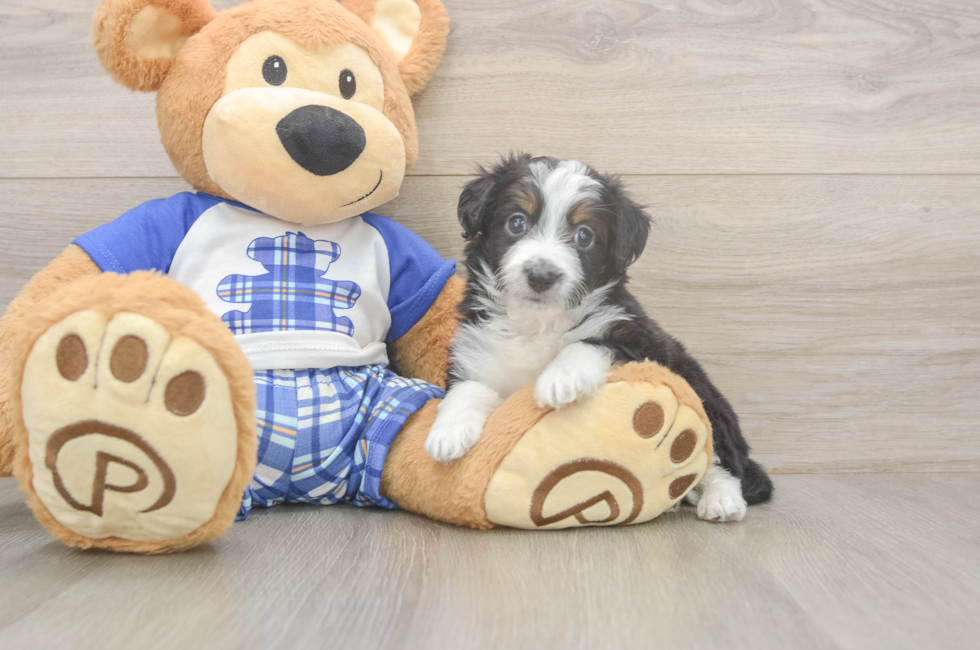 5 week old Mini Aussiedoodle Puppy For Sale - Pilesgrove Pups