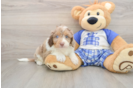 Small Mini Aussiedoodle Baby