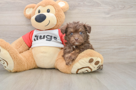 Fluffy Mini Aussiedoodle Poodle Mix Pup