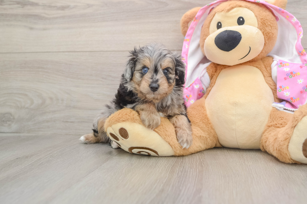 Best Mini Aussiedoodle Baby