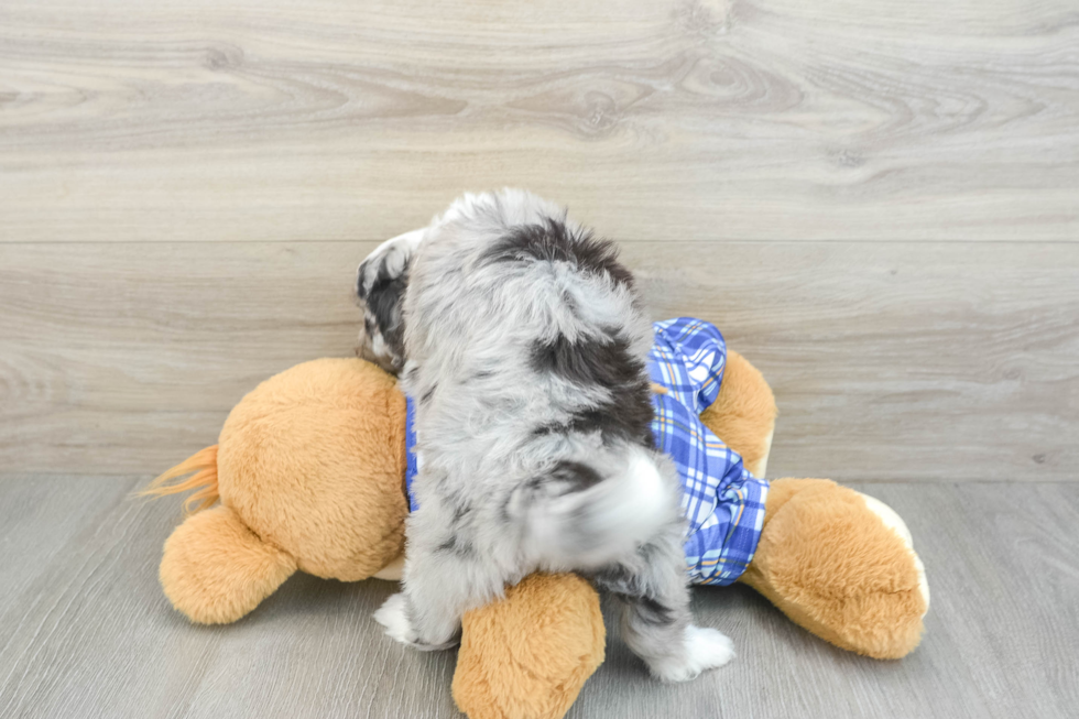 Fluffy Mini Aussiedoodle Poodle Mix Pup