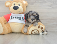 8 week old Mini Aussiedoodle Puppy For Sale - Pilesgrove Pups