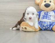 8 week old Mini Aussiedoodle Puppy For Sale - Pilesgrove Pups