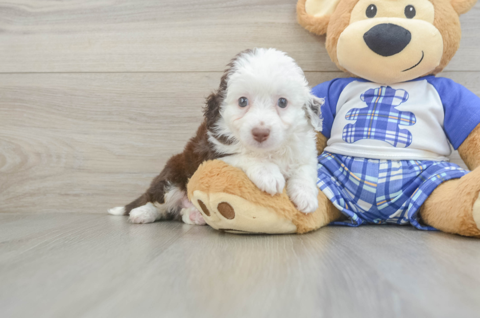 6 week old Mini Aussiedoodle Puppy For Sale - Pilesgrove Pups