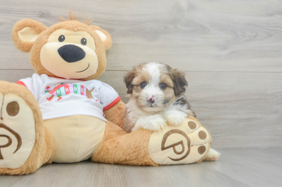 5 week old Mini Aussiedoodle Puppy For Sale - Pilesgrove Pups