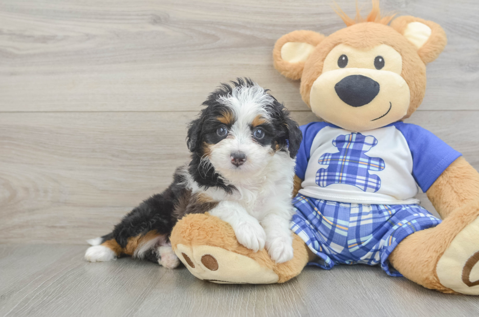 6 week old Mini Aussiedoodle Puppy For Sale - Pilesgrove Pups