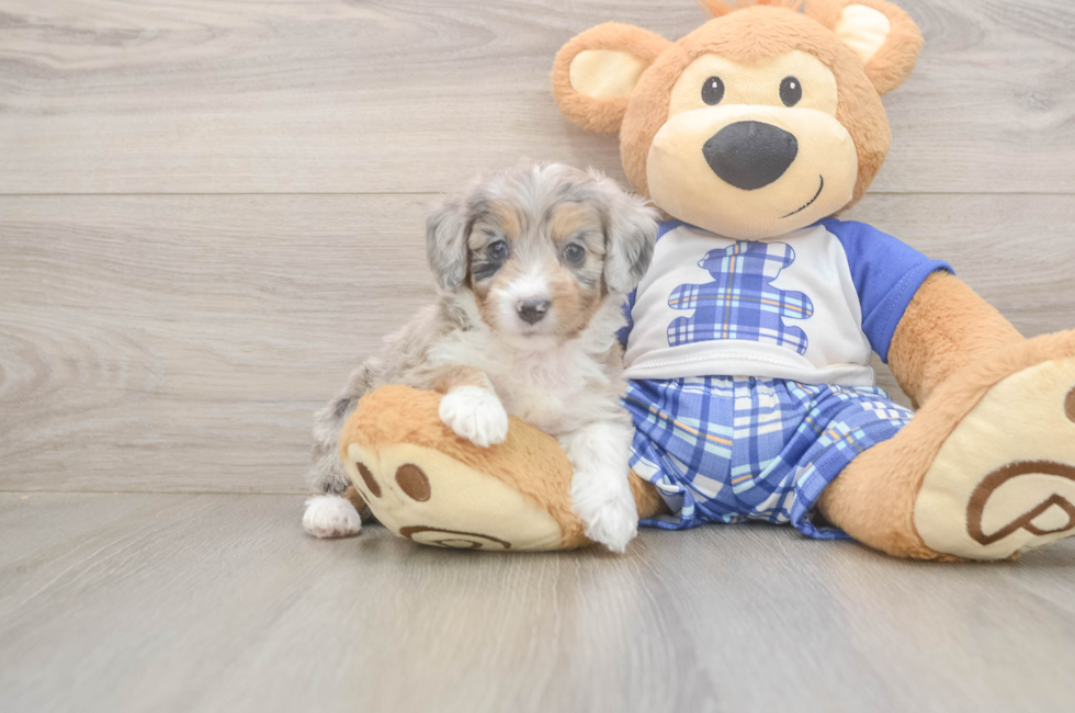 5 week old Mini Aussiedoodle Puppy For Sale - Pilesgrove Pups