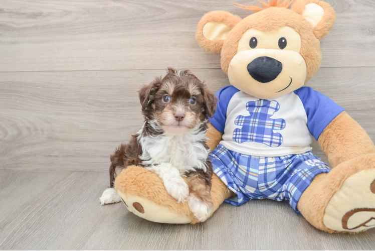 Playful Mini Aussiepoodle Poodle Mix Puppy