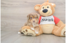 Smart Mini Aussiedoodle Poodle Mix Pup