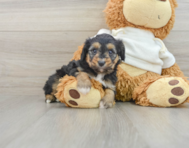 8 week old Mini Aussiedoodle Puppy For Sale - Pilesgrove Pups