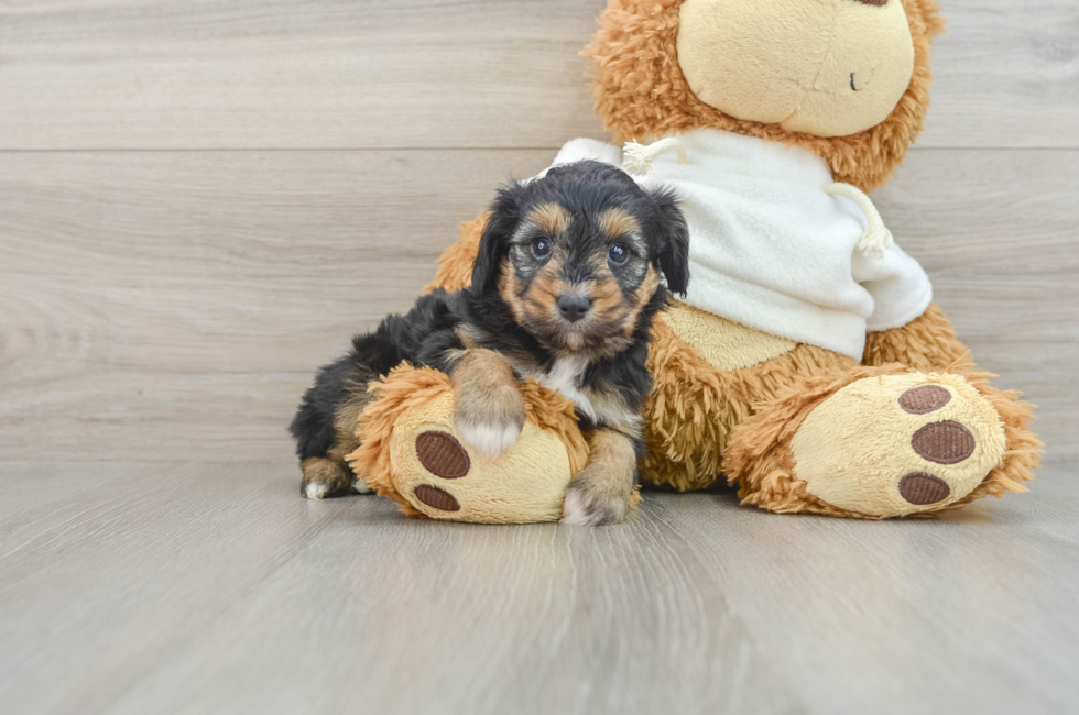 6 week old Mini Aussiedoodle Puppy For Sale - Pilesgrove Pups