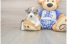 Best Mini Aussiedoodle Baby