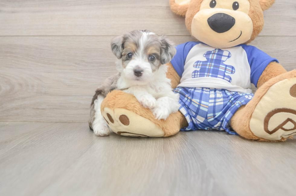 5 week old Mini Aussiedoodle Puppy For Sale - Pilesgrove Pups
