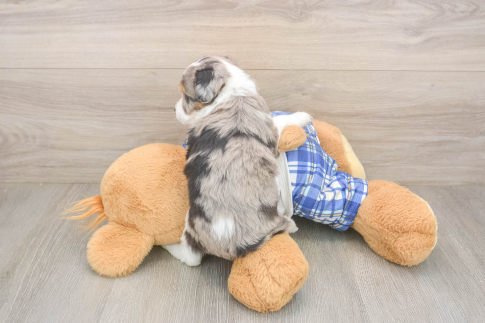 Petite Mini Aussiedoodle Poodle Mix Pup