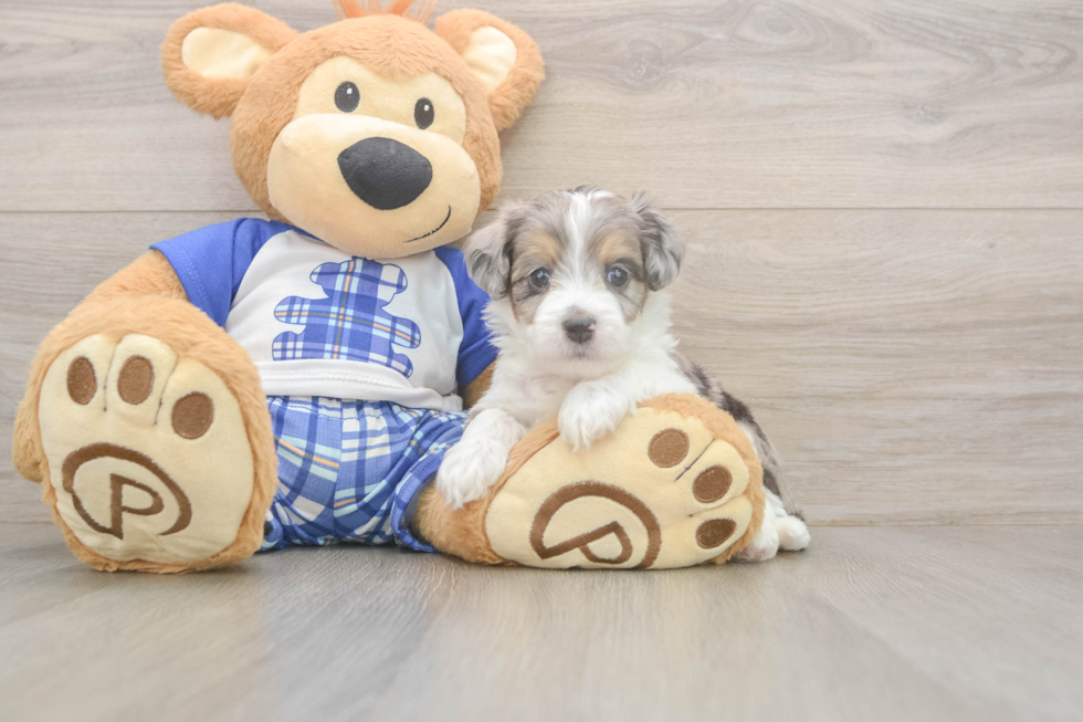 Happy Mini Aussiedoodle Baby