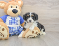 8 week old Mini Aussiedoodle Puppy For Sale - Pilesgrove Pups