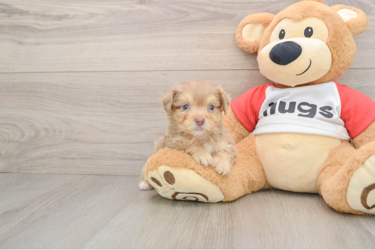 Little Mini Aussiepoo Poodle Mix Puppy