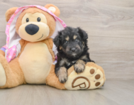6 week old Mini Aussiedoodle Puppy For Sale - Pilesgrove Pups