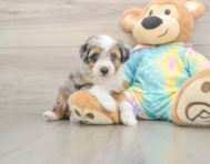 8 week old Mini Aussiedoodle Puppy For Sale - Pilesgrove Pups