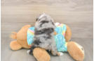 Funny Mini Aussiedoodle Poodle Mix Pup