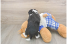 Mini Aussiedoodle Puppy for Adoption