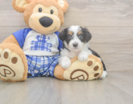 8 week old Mini Aussiedoodle Puppy For Sale - Pilesgrove Pups