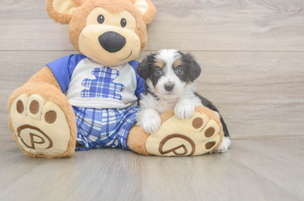 5 week old Mini Aussiedoodle Puppy For Sale - Pilesgrove Pups