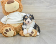 8 week old Mini Aussiedoodle Puppy For Sale - Pilesgrove Pups