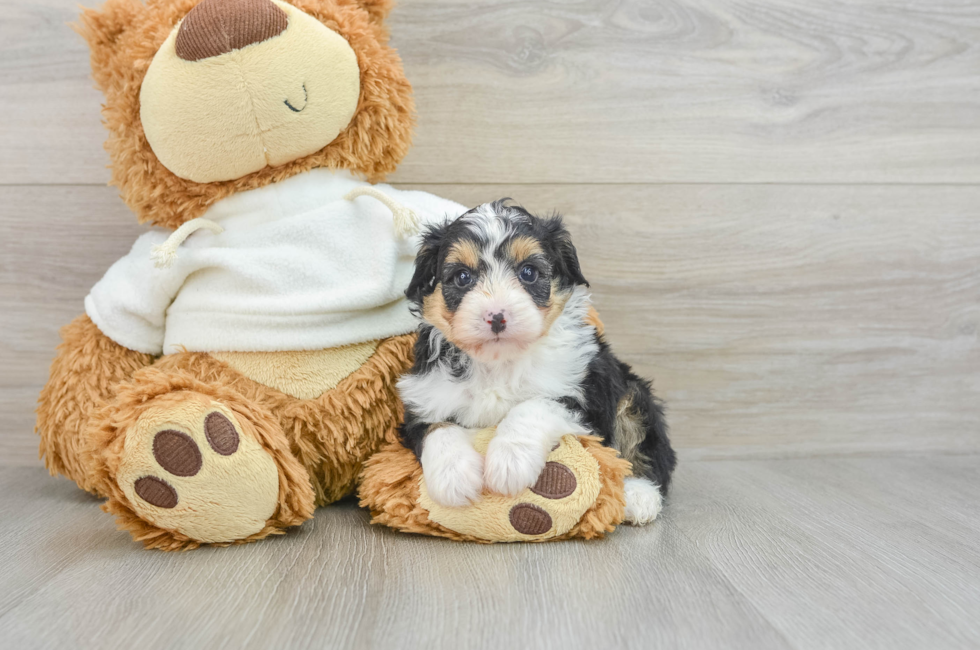 6 week old Mini Aussiedoodle Puppy For Sale - Pilesgrove Pups