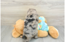 Mini Aussiedoodle Puppy for Adoption