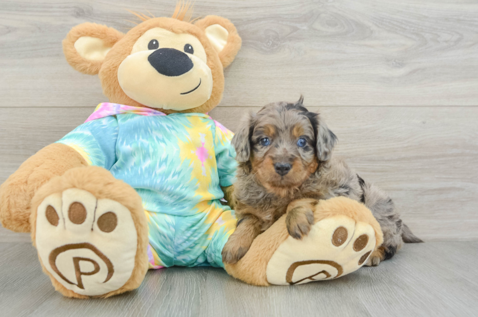 5 week old Mini Aussiedoodle Puppy For Sale - Pilesgrove Pups