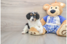 Petite Mini Aussiedoodle Poodle Mix Pup