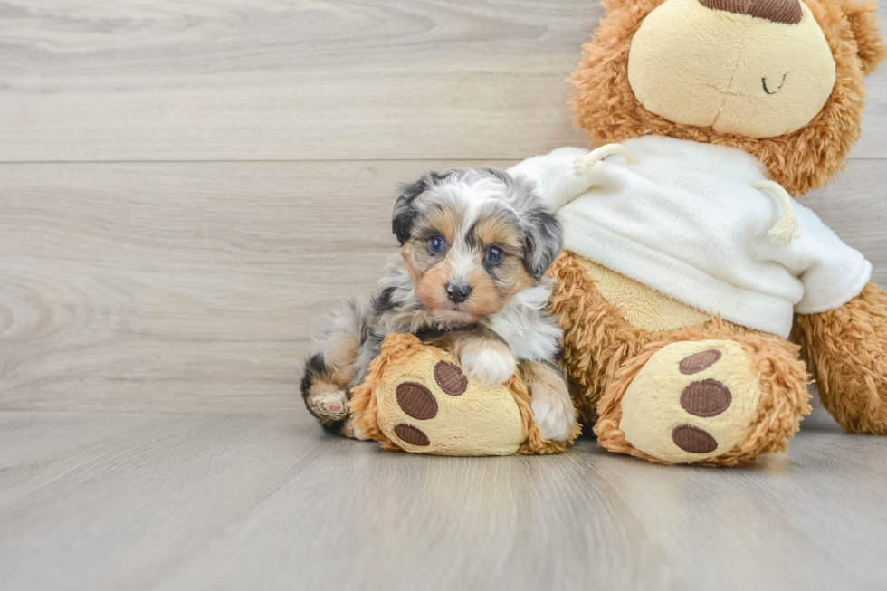 Funny Mini Aussiedoodle Poodle Mix Pup