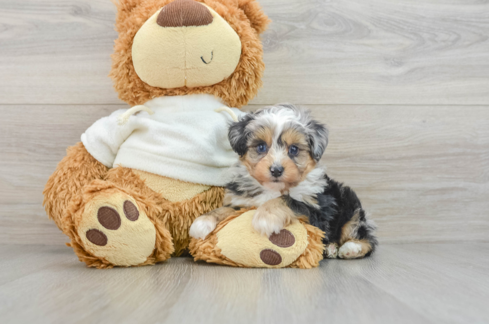 5 week old Mini Aussiedoodle Puppy For Sale - Pilesgrove Pups