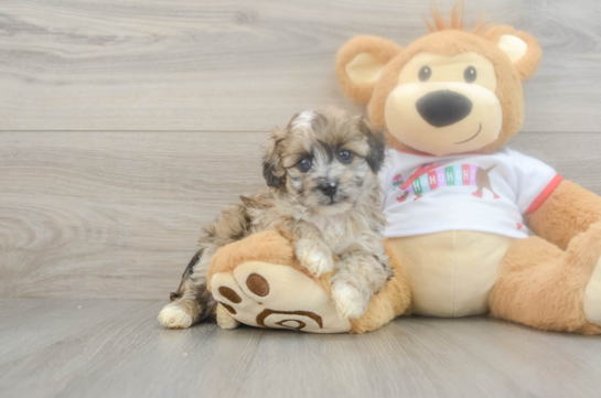 Friendly Mini Aussiedoodle Baby