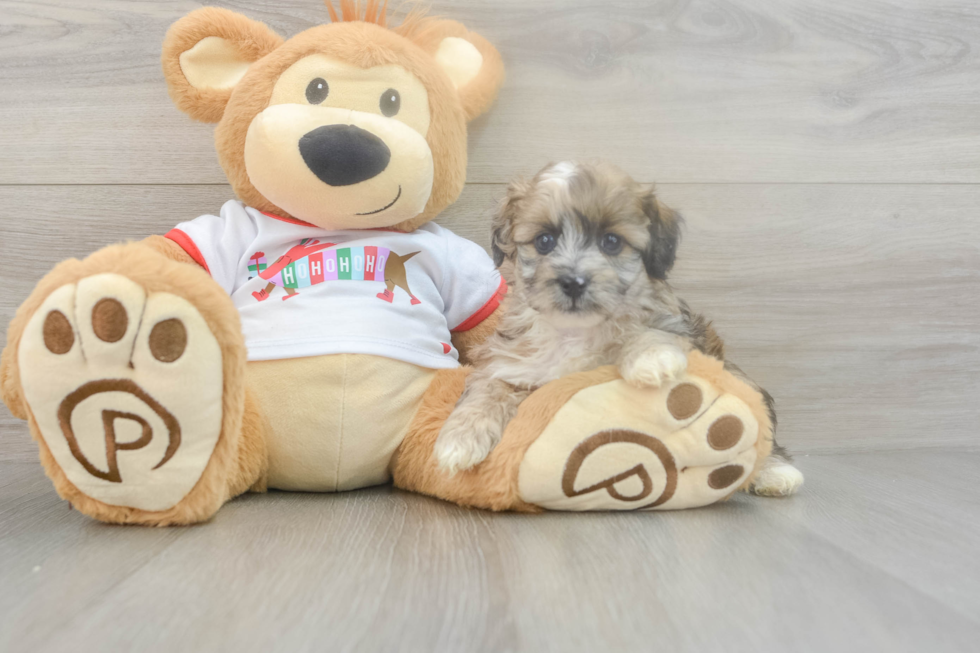 Mini Aussiedoodle Puppy for Adoption