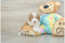 Happy Mini Aussiedoodle Baby