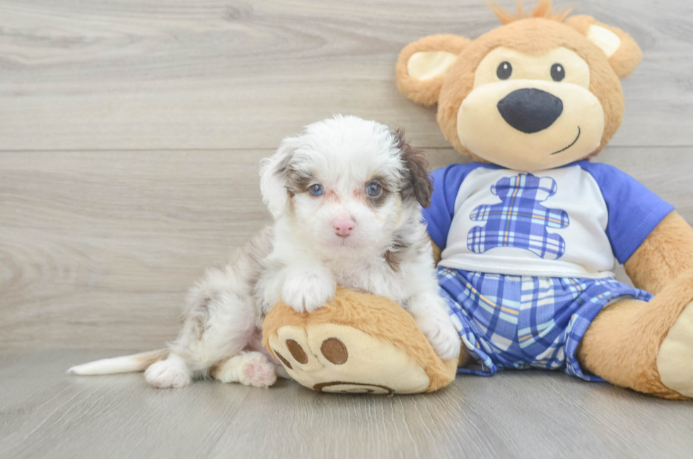 6 week old Mini Aussiedoodle Puppy For Sale - Pilesgrove Pups