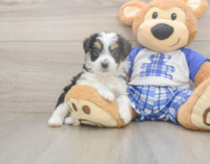 8 week old Mini Aussiedoodle Puppy For Sale - Pilesgrove Pups