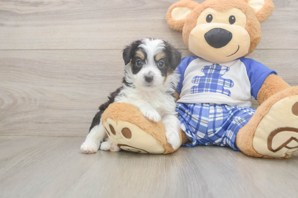 5 week old Mini Aussiedoodle Puppy For Sale - Pilesgrove Pups