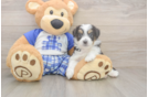 Fluffy Mini Aussiedoodle Poodle Mix Pup