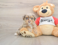 8 week old Mini Aussiedoodle Puppy For Sale - Pilesgrove Pups