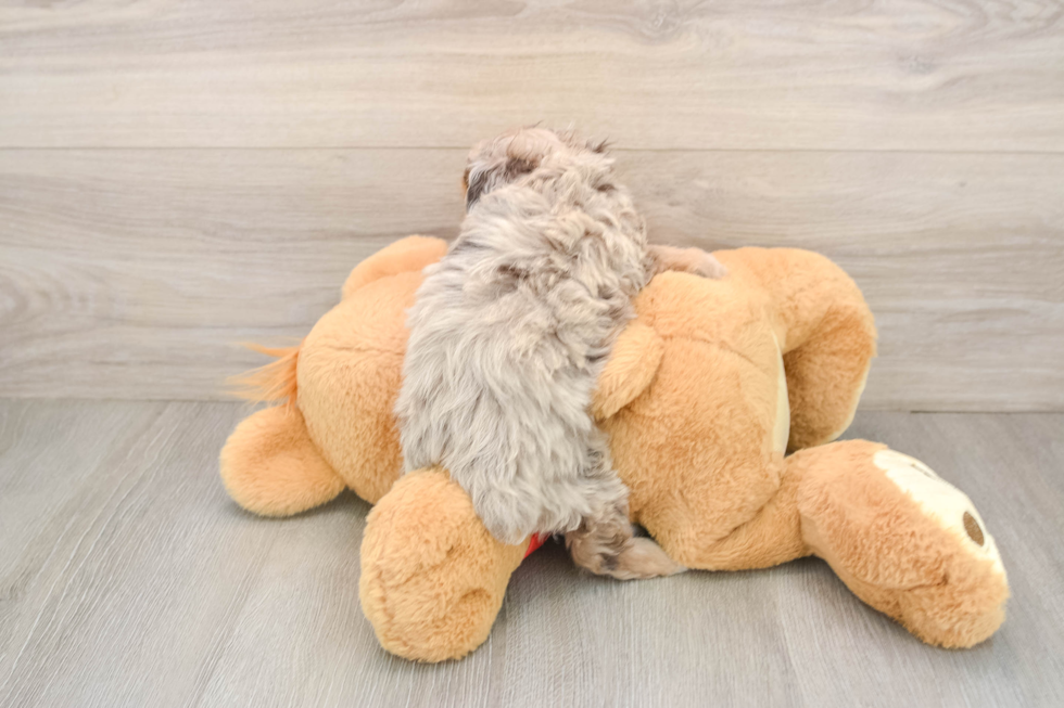 Mini Aussiedoodle Puppy for Adoption