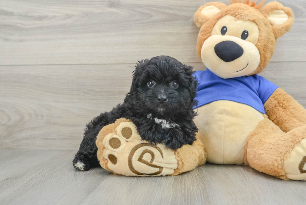 Mini Aussiedoodle Puppy for Adoption