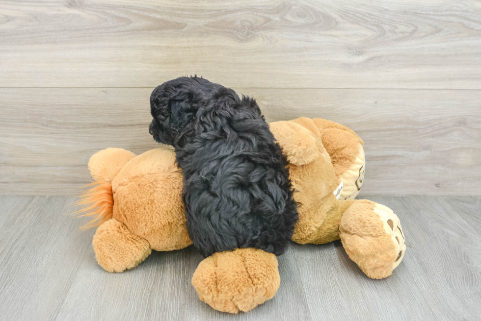 Mini Aussiedoodle Pup Being Cute